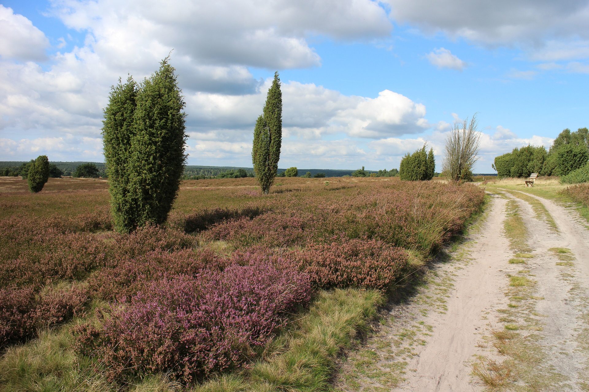 Lüneburger Heide bei Wilsede: blühende Heide mit Wacholdern am sandigen Pastor-Bode-Weg