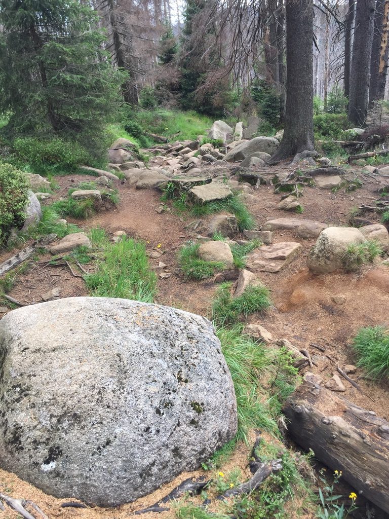 Brocken: steiniger, unbefestigter Pfad mit Granitblock im Fichtenwald