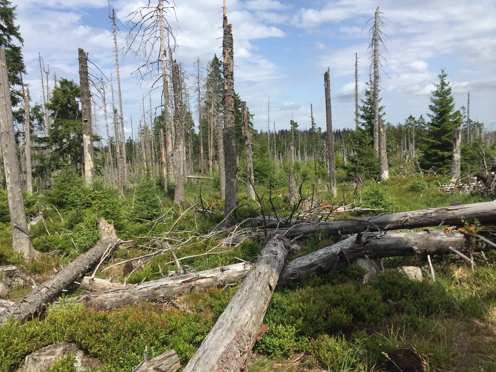 Nationalpark Harz bei Torfhaus: abgestorbene Fichten und junge Bäume, Stand 2019