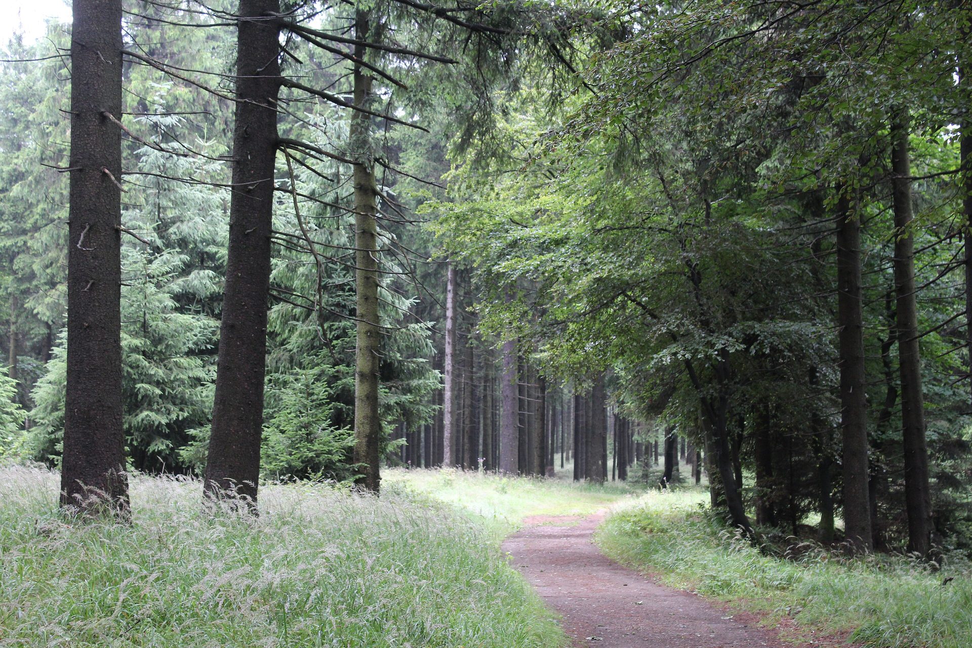 Rennsteig am Großen Inselsberg: Waldweg durch Fichten und Buchen im Thüringer Wald