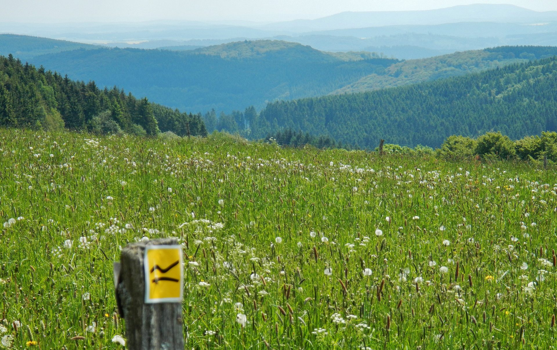Rothaarsteig bei Küstelberg: Bergwiese mit Wegzeichen, dahinter bewaldete Höhen des Rothaargebirges