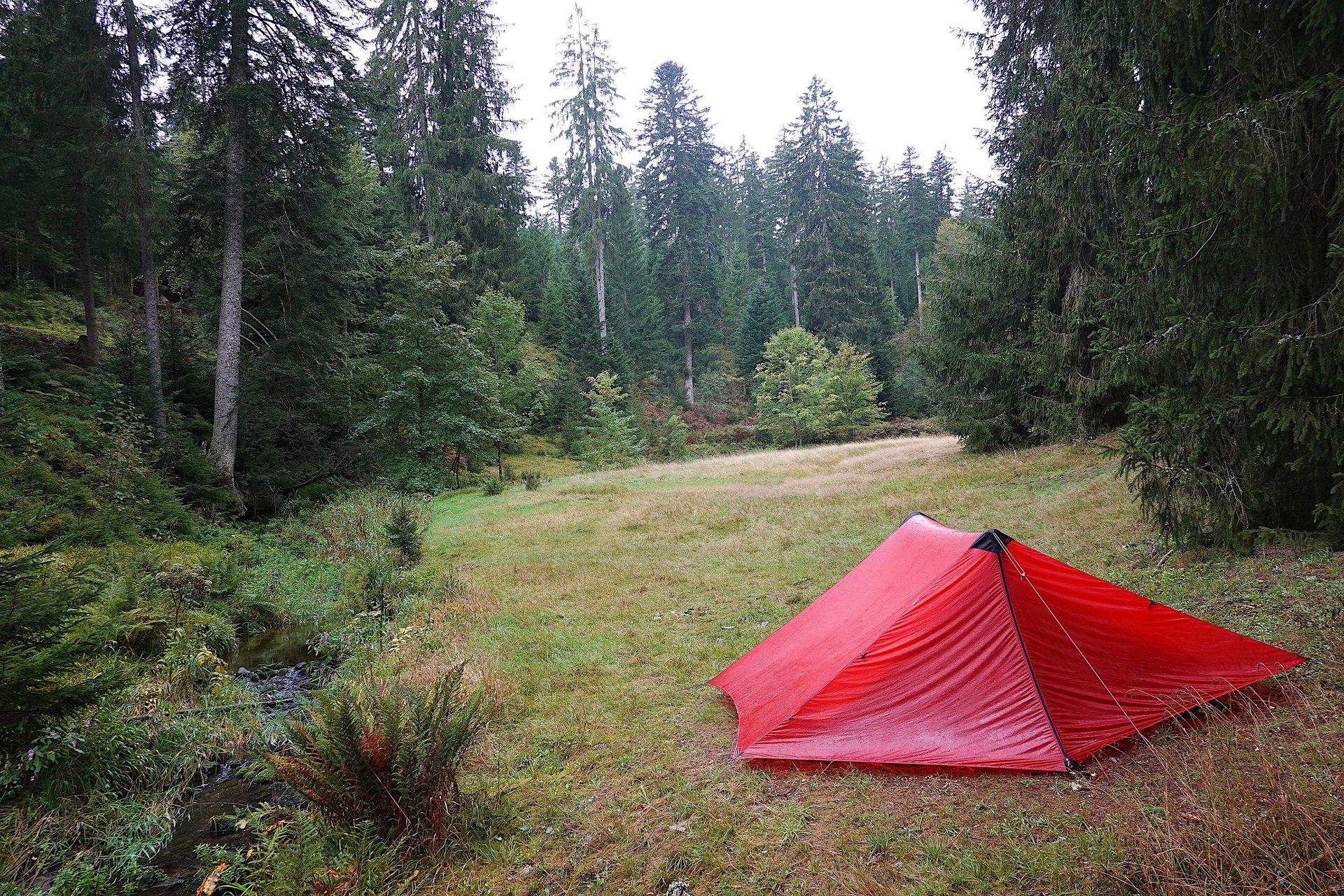 Trekking-Camp Kniebis im Schwarzwald: rotes Zelt auf einer Waldwiese an einem Bach, umgeben von Nadelwald